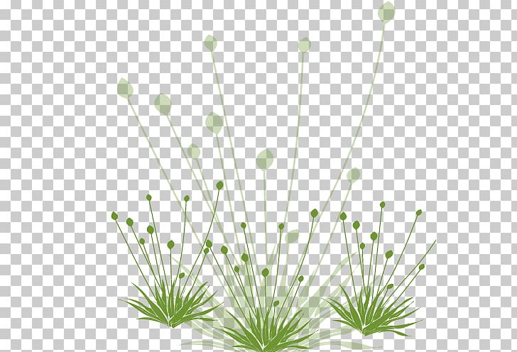 Common Dandelion Green White PNG, Clipart, Base, Black White, Bottom, Bottom Vector, Dandelion Free PNG Download