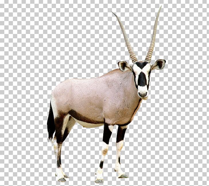Gemsbok Antelope Pronghorn Scimitar Oryx PNG, Clipart, Animal, Antelope, Caprinae, Cattle Like Mammal, Cow Goat Family Free PNG Download