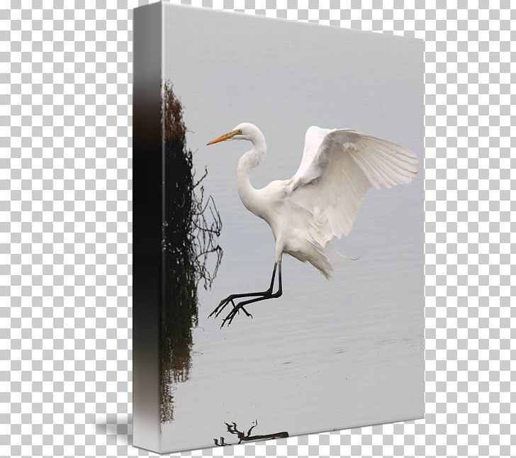 Great Egret Fujian White Crane Bird PNG, Clipart, Beak, Bird, Crane, Crane Like Bird, Egret Free PNG Download
