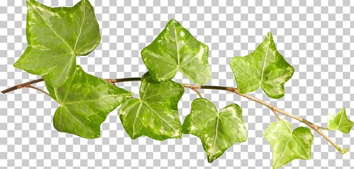Ivy Leaf Plant Stem PNG, Clipart, Araliaceae, Basil, Branch, Chard, Clip Art Free PNG Download