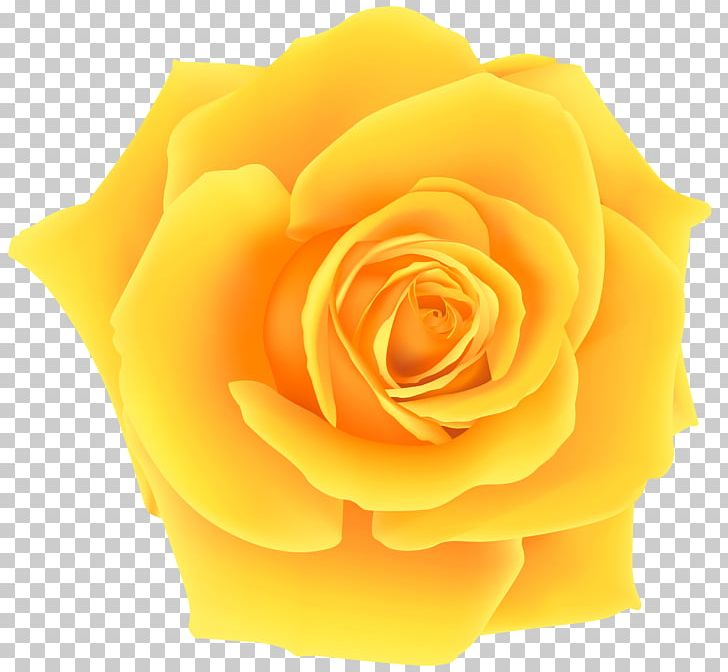 Rose Yellow PNG, Clipart, Clipart, Clip Art, Cut Flowers, Encapsulated Postscript, Flower Free PNG Download