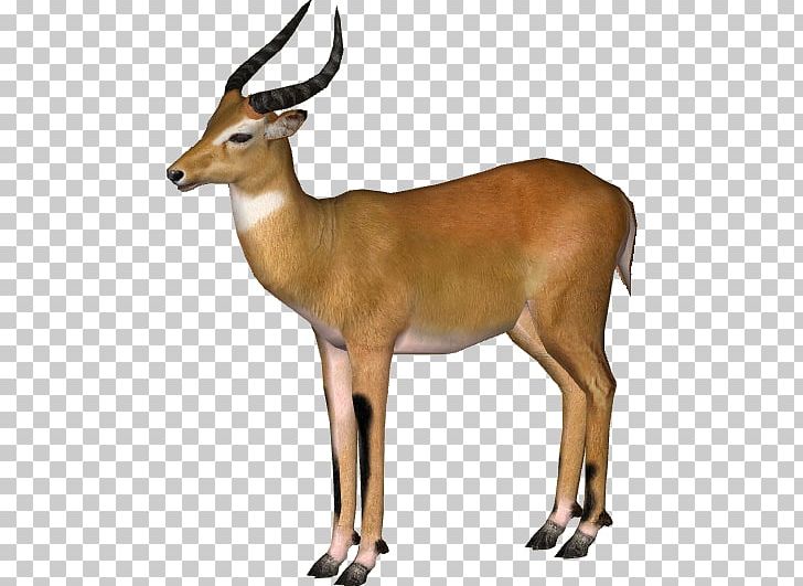 Zoo Tycoon 2 Waterbuck Impala Kob Antelope PNG, Clipart, Animal, Antelope, Cow Goat Family, Deer, Fauna Free PNG Download