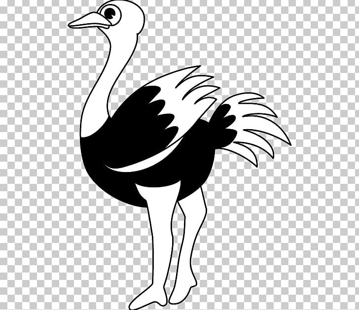 Common Ostrich Black And White Line Art PNG, Clipart, Animal, Animals, Art, Artwork, Beak Free PNG Download