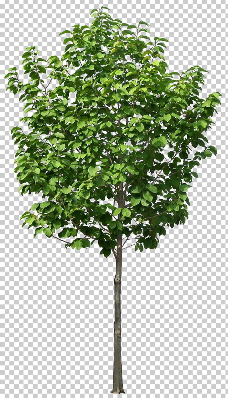 Flowerpot Tree Plant Plastic Pruning PNG, Clipart, Big, Branch, Cachepot, Christmas Tree, Container Garden Free PNG Download