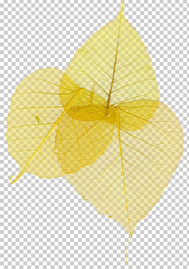 Leaf Yellow PNG, Clipart, 2016, Download, Jubileum, Leaf, May 11 Free PNG Download