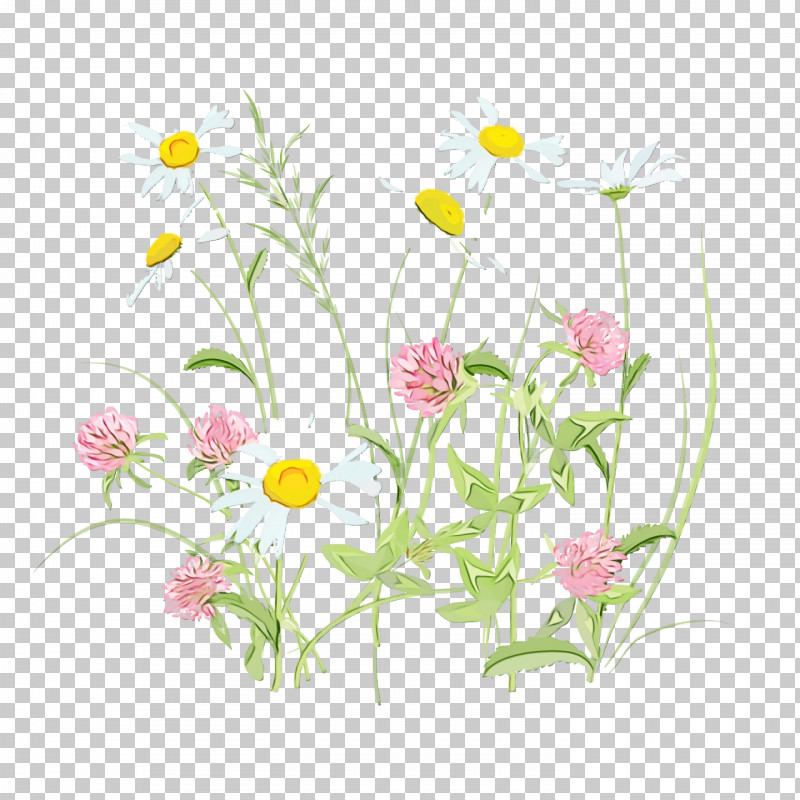 Floral Design PNG, Clipart, Camomile, Chamomile, Cut Flowers, Daisy, Daisy Family Free PNG Download