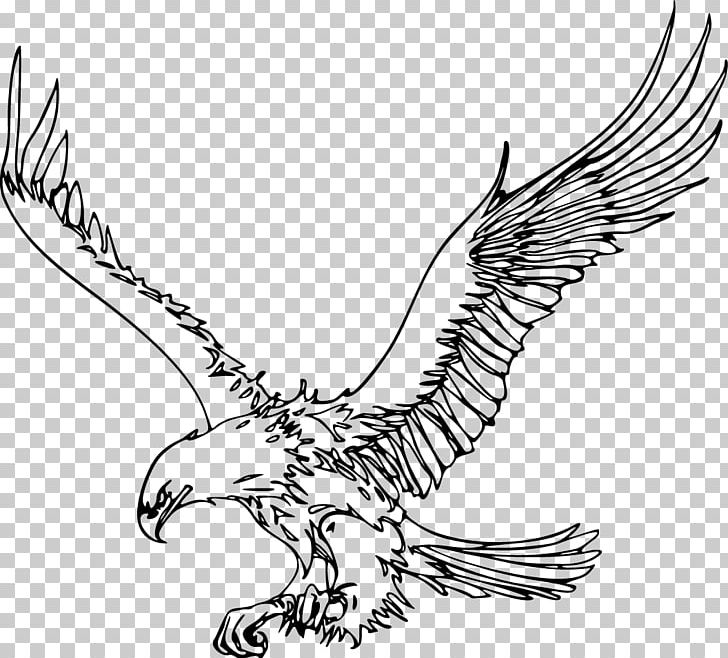 Bald Eagle Bird Drawing PNG, Clipart, Animals, Art, Artwork, Bald Eagle, Beak Free PNG Download