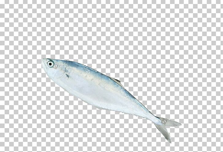 Sardine Fish Products Mackerel Oily Fish 09777 PNG, Clipart, 09777, Anchovy, Animals, Bonito, Bony Fish Free PNG Download