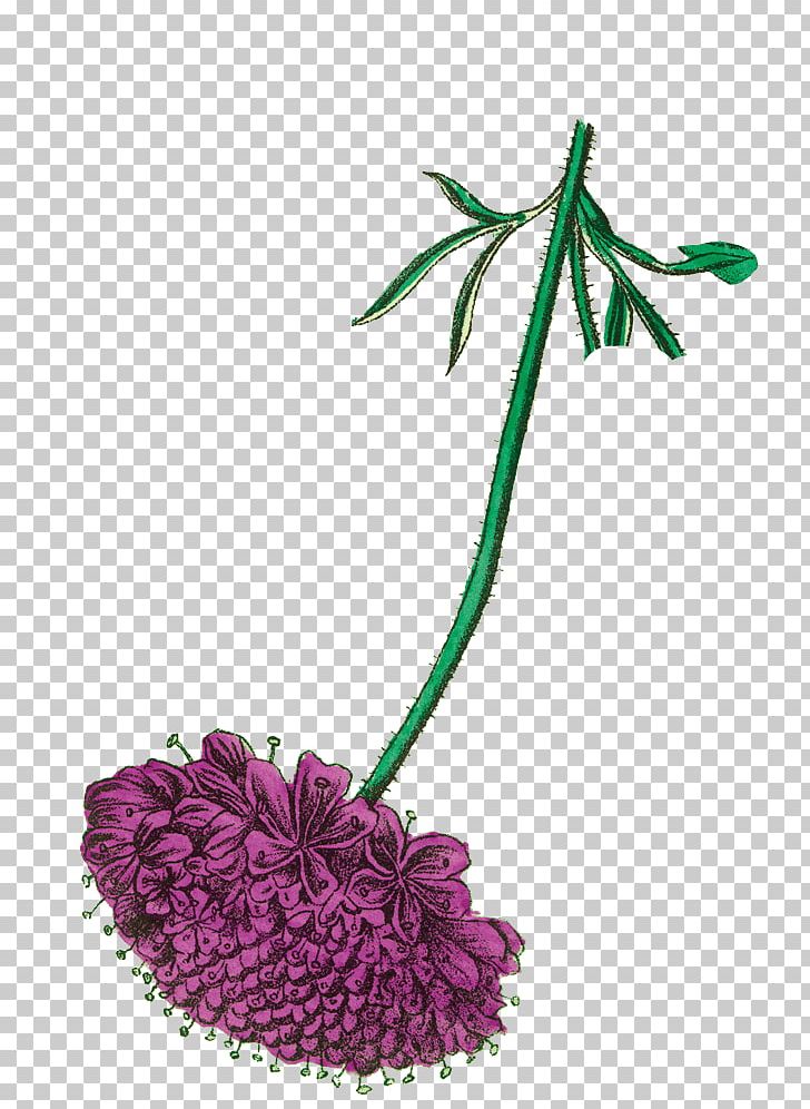 Cut Flowers Firefly Tonics YouTube Plant PNG, Clipart, Cut Flowers, Drink, Firefly Tonics, Flora, Flower Free PNG Download