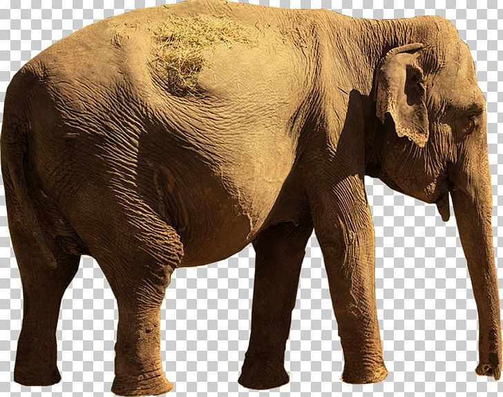 Indian Elephant African Elephant Tusk Wildlife PNG, Clipart, African Elephant, Animal, Elephant, Elephantidae, Elephants And Mammoths Free PNG Download