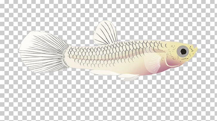 Fish PNG, Clipart, Fish, Others, Tail Free PNG Download