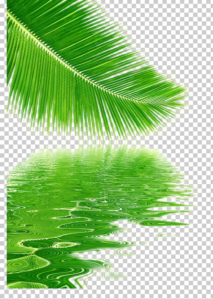 Tree Coconut Leaf PNG, Clipart, Arecaceae, Arecales, Autumn Leaves, Banana Leaf, Banana Leaves Free PNG Download