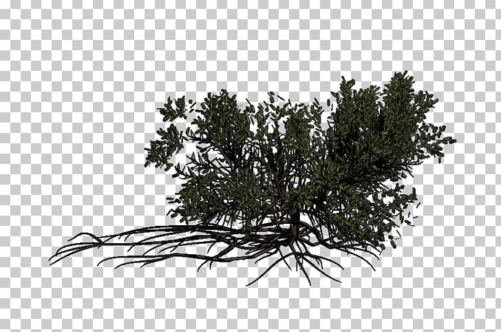 Twig Pine Evergreen Leaf White PNG, Clipart, Black And White, Branch, Conifer, Evergreen, Family Free PNG Download