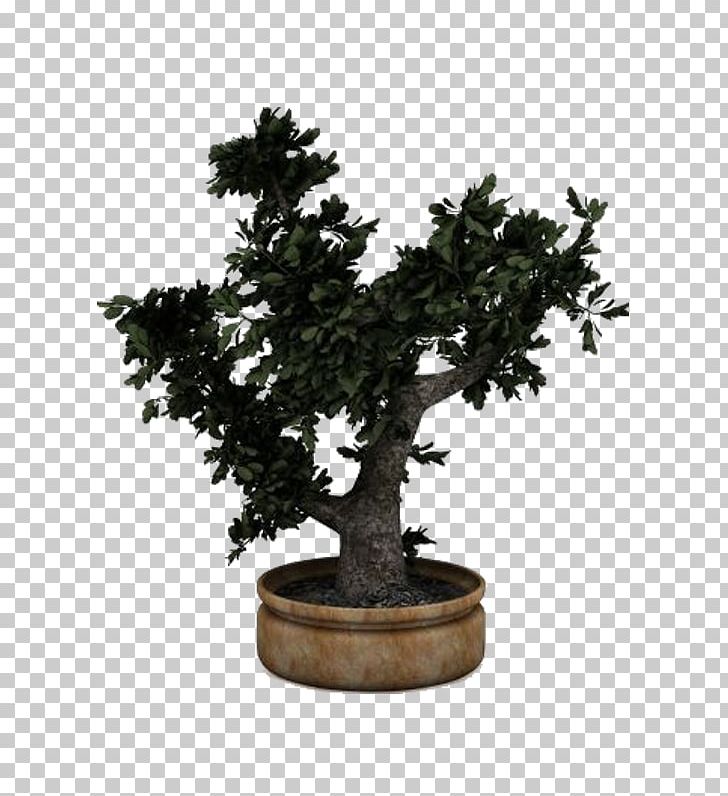 Chinese Sweet Plum Flowerpot Sageretia PNG, Clipart, Bonsai, Flowerpot, Houseplant, Others, Plant Free PNG Download