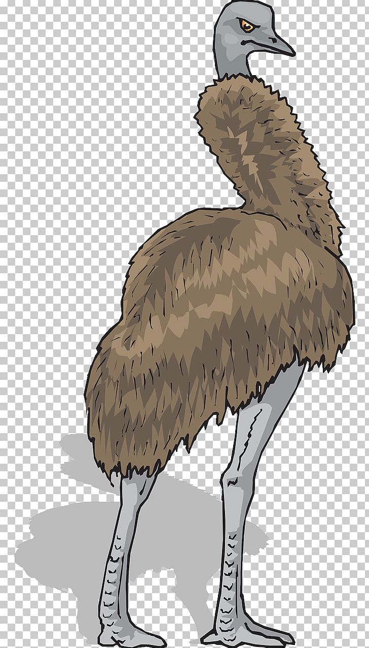 Emu Common Ostrich Bird PNG, Clipart, Animal, Beak, Bird, Bird Of Prey, Brown Free PNG Download