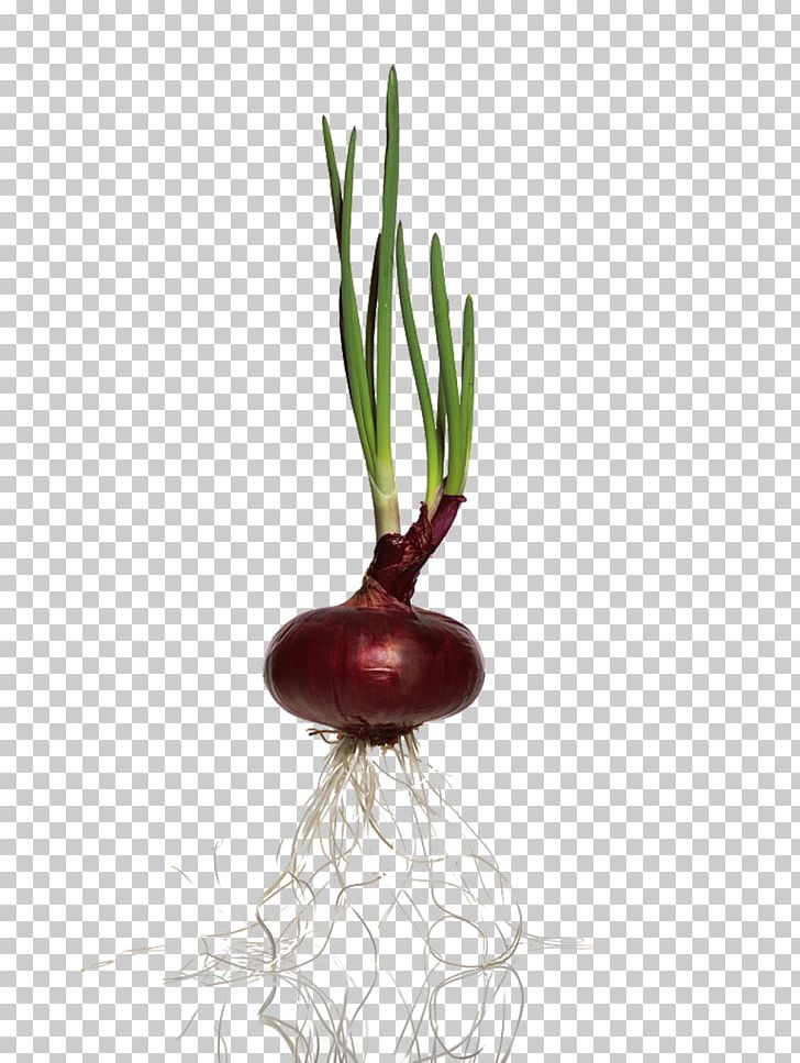 Red Onion Vegetable PNG, Clipart, Allium, Amp, Cooking, Encapsulated Postscript, Food Free PNG Download