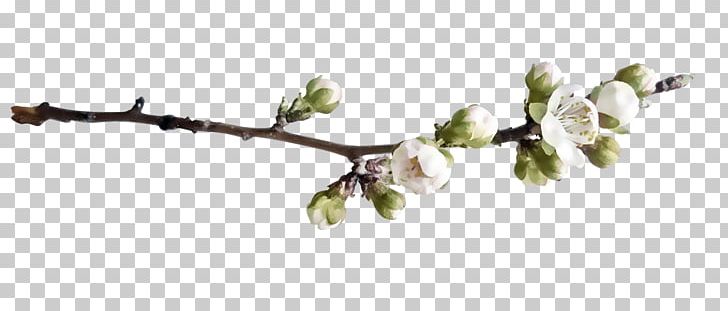 Twig Peach Branch PNG, Clipart, Branches, Branches And Leaves, Designer, Download, Drawing Free PNG Download
