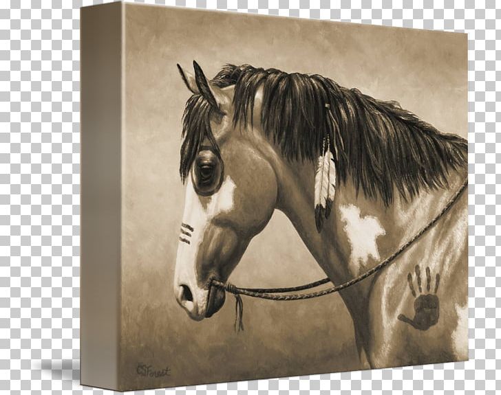 American Paint Horse American Indian Horse American Indian Wars Mustang United States PNG, Clipart, American Indian Horse, Bucks, Horse, Horse Like Mammal, Horse Supplies Free PNG Download