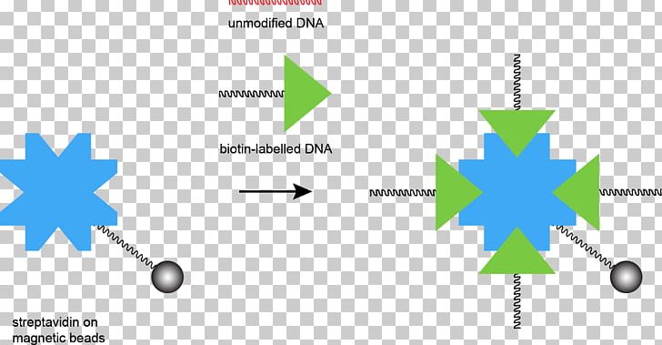 Streptavidin DNA Oligonucleotide Complementarity PNG, Clipart, Angle, Atmosphere Of Earth, Biotinylation, Brand, Circle Free PNG Download