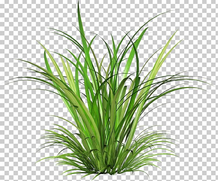Cymbopogon Martinii Green PNG, Clipart, Alice In Wonderland, Aquarium Decor, Artificial Grass, Devils Town, Fairy Free PNG Download