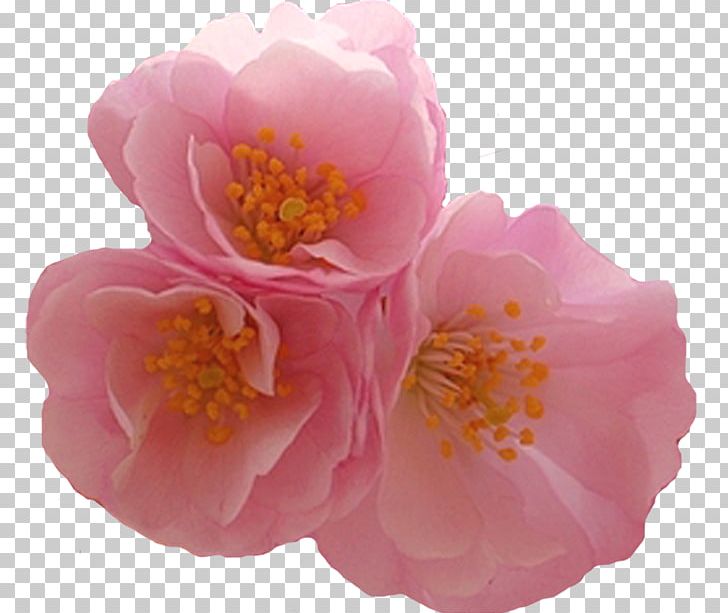 Flower Garden Roses Petal PNG, Clipart, Camellia, Flower, Flower Garden, Flowering Plant, Flowers Free PNG Download