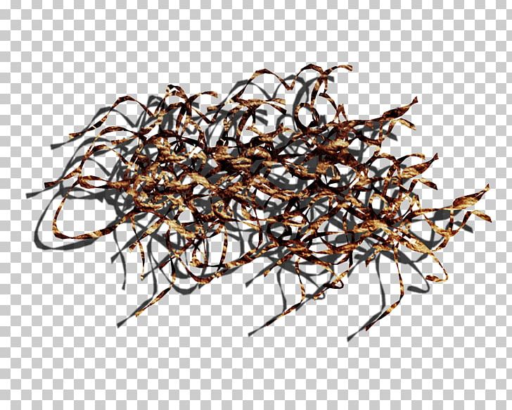 Twig PNG, Clipart, Autumn, Branch, Brown, Color, Computer Icons Free PNG Download
