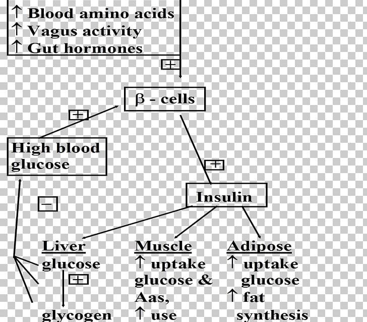 Adipose Tissue Insulin Biochemistry Glycogen Glucose PNG, Clipart, Adipocyte, Adipose Tissue, Angle, Area, Biochemistry Free PNG Download