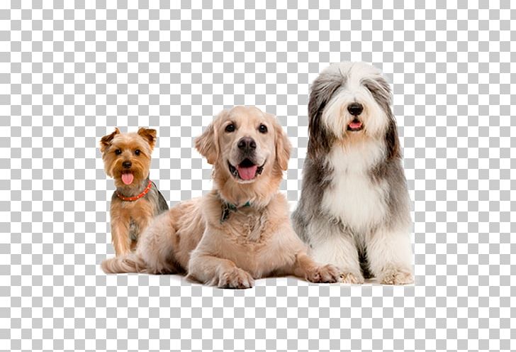 Bearded Collie Rough Collie Border Collie German Shepherd Old English Sheepdog PNG, Clipart, Animal, Bearded, Border Collie, Breed, Carnivoran Free PNG Download