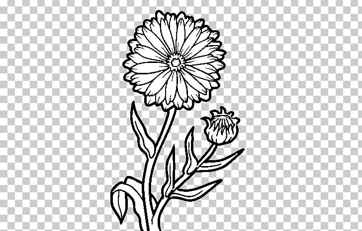 Calendula Officinalis Drawing Marigold PNG, Clipart, Black And White, Botanical Illustration, Calendula, Color, Coloring Book Free PNG Download