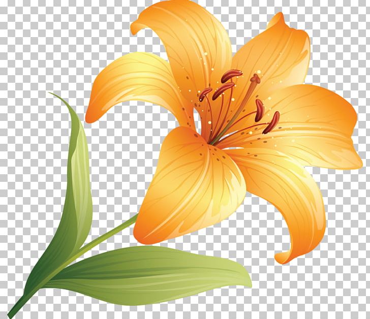 Lilium Bulbiferum Flower Daylily PNG, Clipart, Alstroemeriaceae, Computer Icons, Digital Image, Fleur, Fleur De Lys Free PNG Download