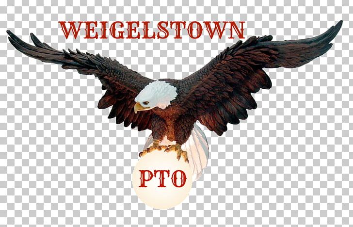 Bald Eagle Weigelstown Bird Beak PNG, Clipart, Accipitriformes, Animals, Bald, Bald Eagle, Beak Free PNG Download