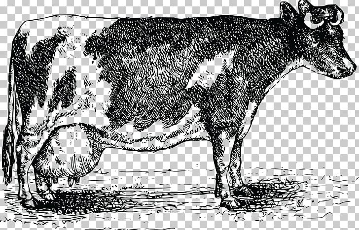 Cattle Religious Order Society Of Jesus Drawing PNG, Clipart, Black And White, Bull, Carmelites, Catholicism, Cattle Free PNG Download