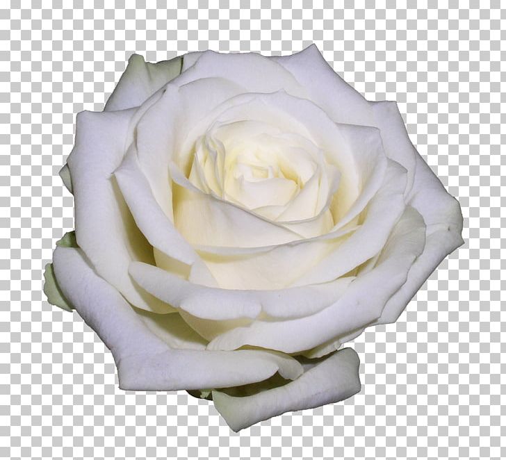 Flower Garden Roses PNG, Clipart, Art White, Clip Art, Color, Cut Flowers, Desktop Wallpaper Free PNG Download