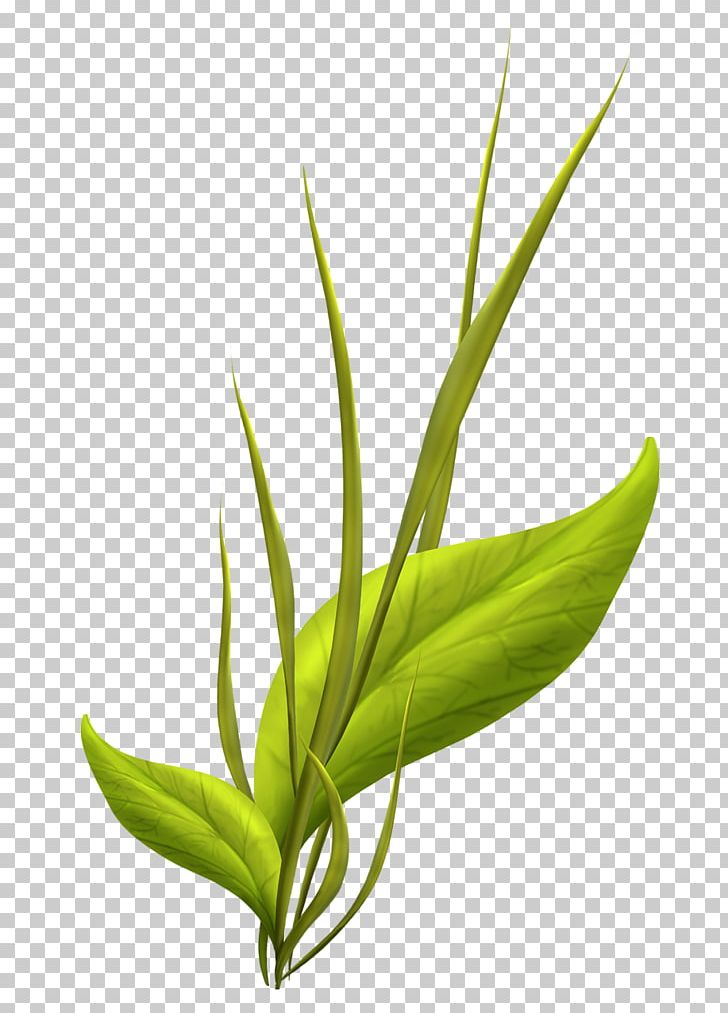 Leaf Aquatic Plants Drawing PNG, Clipart, Aquatic, Aquatic Plants, Commodity, Drawing, Food Free PNG Download