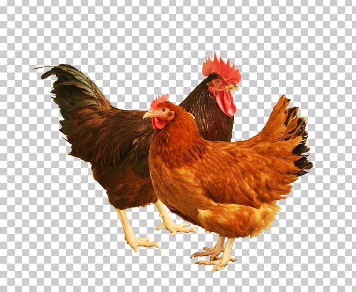Rhode Island Red Rhode Island White Sussex Chicken Leghorn Chicken Orpington Chicken PNG, Clipart, Animals, Beak, Bird, Broiler, Chicken Free PNG Download