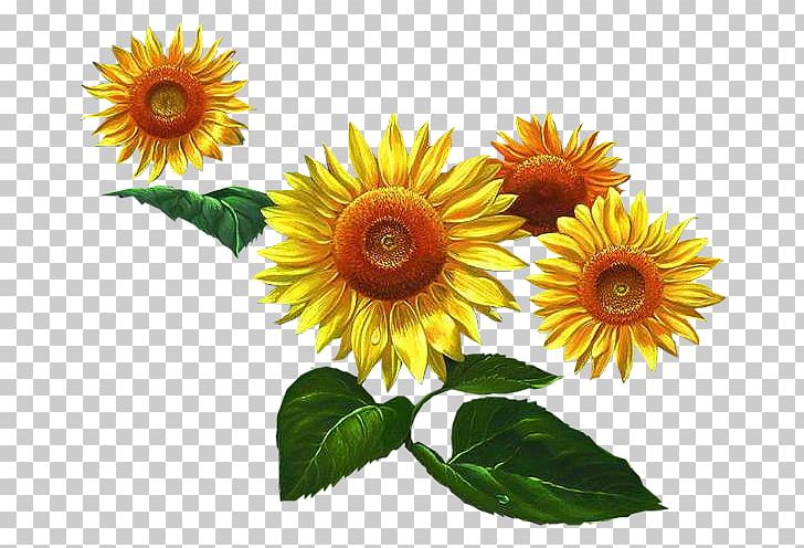 Cut Flowers Woman Wish Holiday PNG, Clipart, Annual Plant, Birth, Cut Flowers, Daisy Family, Flower Free PNG Download