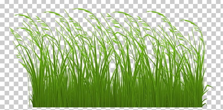 Grasses Free Content Stock Illustration PNG, Clipart, Commodity, Computer, Download, Free Content, Free Grass Cliparts Free PNG Download