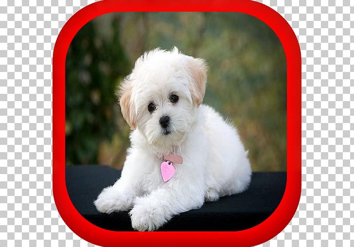 Maltese Dog Yorkshire Terrier Jack Russell Terrier Puppy Rat Terrier PNG, Clipart, Animals, Carnivoran, Companion Dog, Dog Breed, Dog Breed Group Free PNG Download