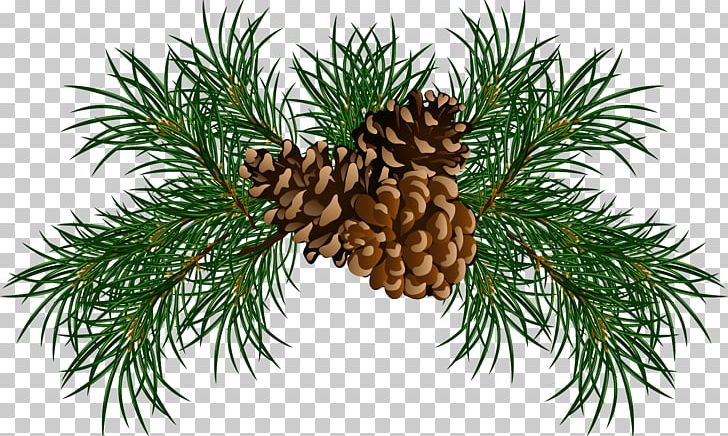 Pine Conifer Cone Branch PNG, Clipart, Branch, Branches, Christmas, Christmas Clipart, Christmas Decoration Free PNG Download