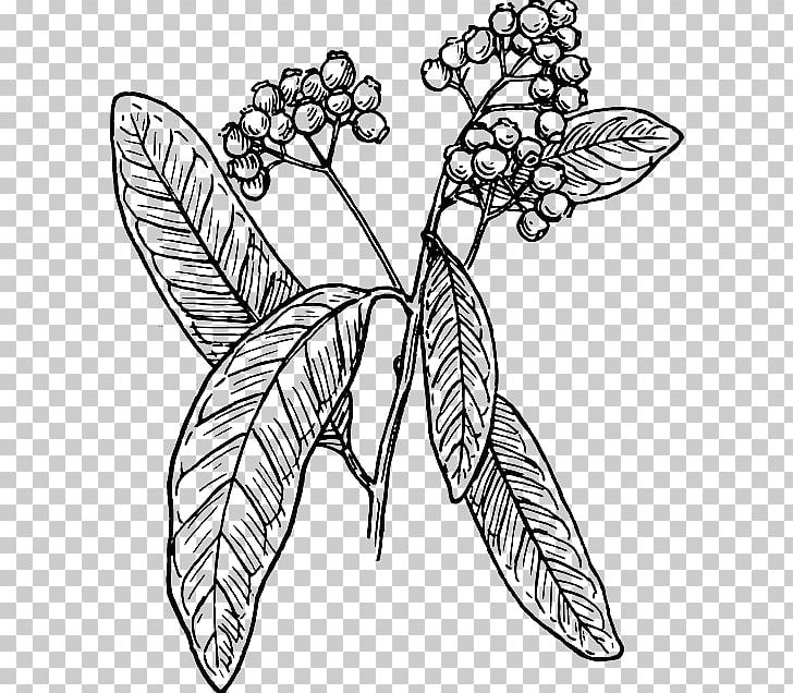 Allspice PNG, Clipart, Allspice, Art, Artwork, Branch, Brush Footed Butterfly Free PNG Download