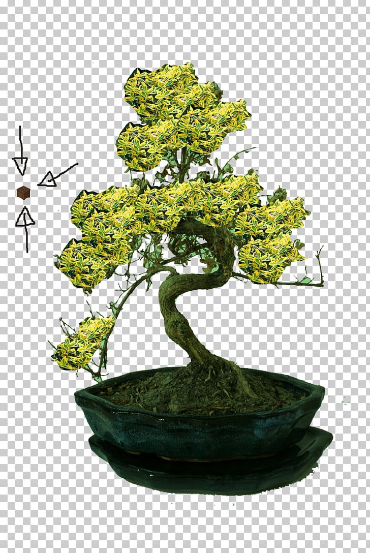 Chinese Sweet Plum Iron Age Explorer 1 Tree PNG, Clipart, Bonsai, Bonsai Tree, Explorer 1, Flowerpot, Houseplant Free PNG Download