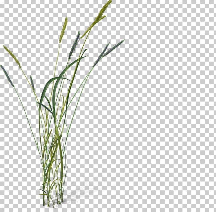 Foxtail PNG, Clipart, 3d Computer Graphics, Commodity, Cordgrass, Evermotion, Fox Free PNG Download