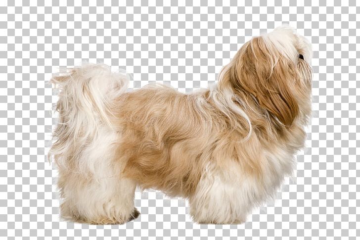 Shih Tzu Lhasa Apso Puppy Maltese Dog Dog Breed PNG, Clipart, Bolonka, Breed, Carnivoran, Chinese Imperial Dog, Coat Free PNG Download