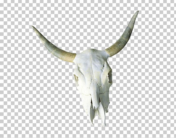 Cattle Skull Horn Bone PNG, Clipart, Animals, Cattle Like Mammal, Cow Goat Family, Desert, Euclidean Vector Free PNG Download