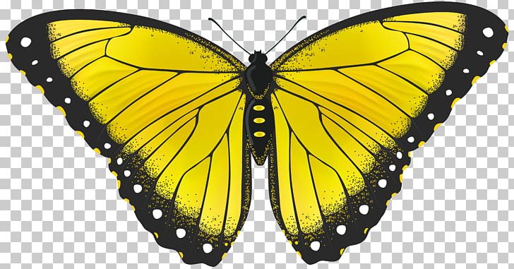 Butterfly Yellow PNG, Clipart, Animal, Arthropod, Brush Footed Butterfly, Butterflies, Butterflies And Moths Free PNG Download