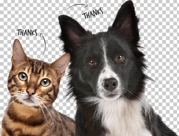 Dog–cat Relationship Dog–cat Relationship Pet Microchip Implant PNG, Clipart, Animals, Border Collie, Cat, Cat Like Mammal, Cat Meat Free PNG Download