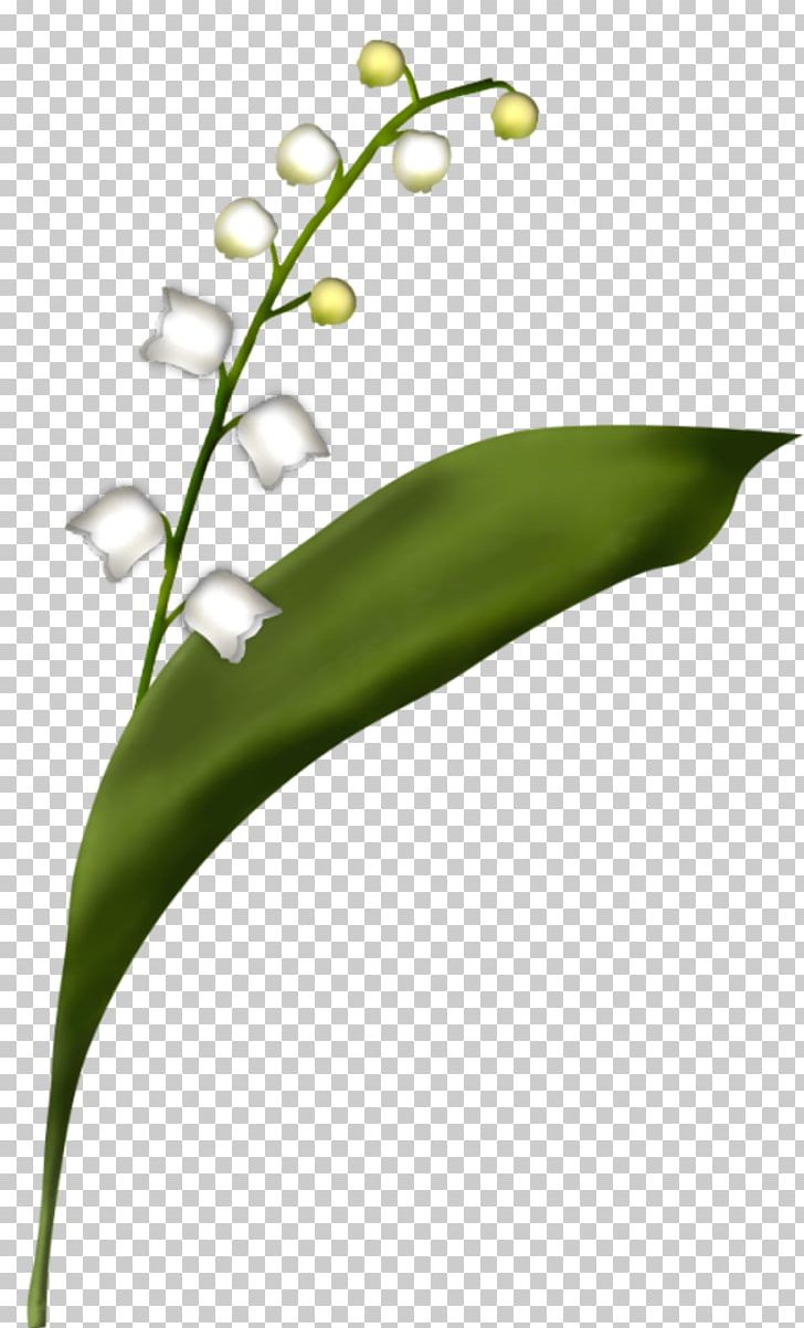 Flower Lily Of The Valley Centerblog PNG, Clipart, Blog, Blume, Centerblog, Diary, Drawing Free PNG Download
