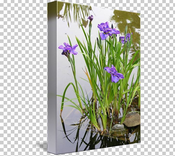 Aquatic Plants Iris Pseudacorus Allium Fistulosum Garden PNG, Clipart, Allium, Allium Fistulosum, Aquatic Plants, Bellflower Family, Flora Free PNG Download
