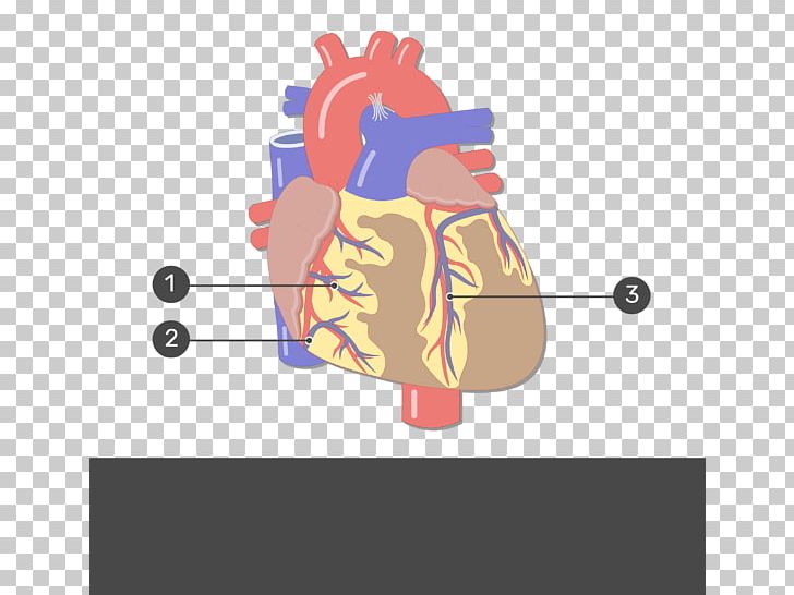 Human Anatomy Heart Circulatory System Human Body PNG, Clipart, Anatomy, Answer, Anterior, Aorta, Art Free PNG Download
