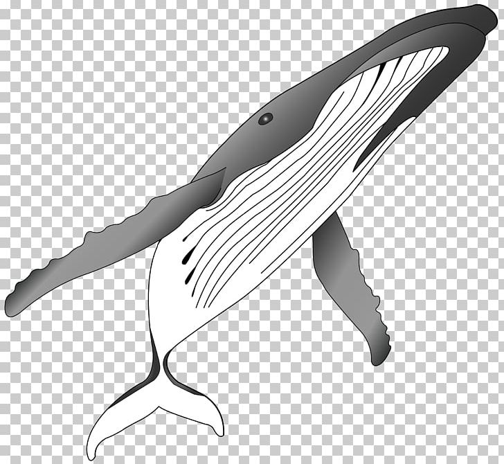 Humpback Whale Killer Whale PNG, Clipart, Animals, Black And White, Blue Whale, Cartoon, Cartoon Shark Free PNG Download